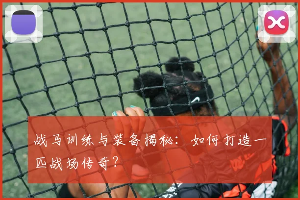 战马训练与装备揭秘：如何打造一匹战场传奇？